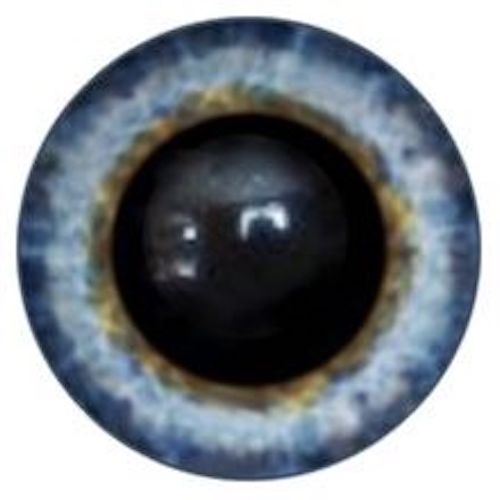 3A Eye – Fred-I-Bear